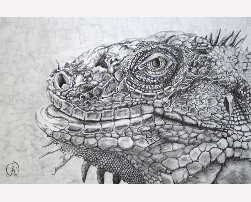 Drawing of iguana
