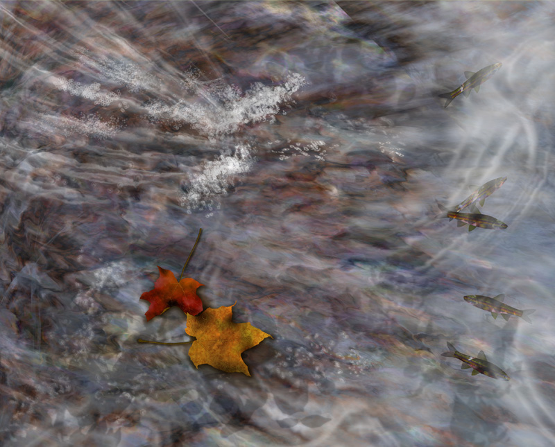Leaves On Stream with Fish